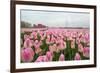 Cultivation of Flower Bulbs in Spring-Jan Marijs-Framed Photographic Print