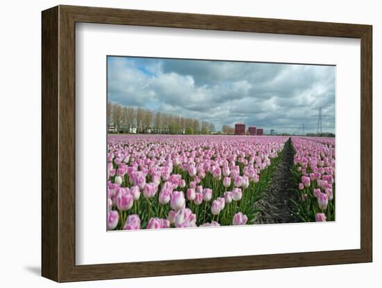 Cultivation of Flower Bulbs in Spring-Jan Marijs-Framed Photographic Print