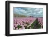 Cultivation of Flower Bulbs in Spring-Jan Marijs-Framed Photographic Print