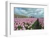 Cultivation of Flower Bulbs in Spring-Jan Marijs-Framed Photographic Print