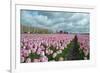 Cultivation of Flower Bulbs in Spring-Jan Marijs-Framed Photographic Print