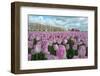 Cultivation of Flower Bulbs in Spring-Jan Marijs-Framed Photographic Print