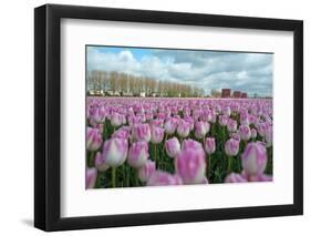 Cultivation of Flower Bulbs in Spring-Jan Marijs-Framed Photographic Print