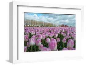 Cultivation of Flower Bulbs in Spring-Jan Marijs-Framed Photographic Print