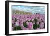 Cultivation of Flower Bulbs in Spring-Jan Marijs-Framed Photographic Print