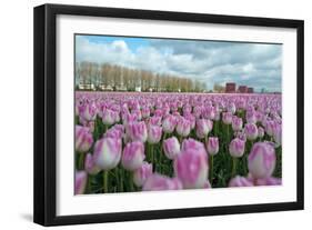 Cultivation of Flower Bulbs in Spring-Jan Marijs-Framed Photographic Print