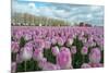 Cultivation of Flower Bulbs in Spring-Jan Marijs-Mounted Photographic Print