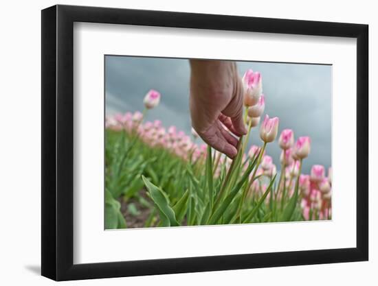 Cultivation of Flower Bulbs in Spring-Jan Marijs-Framed Photographic Print