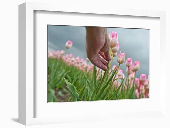 Cultivation of Flower Bulbs in Spring-Jan Marijs-Framed Photographic Print