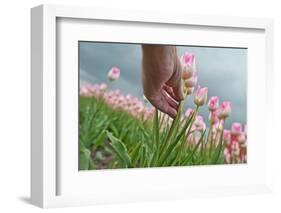 Cultivation of Flower Bulbs in Spring-Jan Marijs-Framed Photographic Print