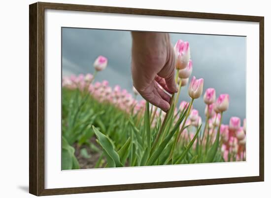 Cultivation of Flower Bulbs in Spring-Jan Marijs-Framed Photographic Print