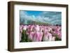 Cultivation of Flower Bulbs in Spring-Jan Marijs-Framed Photographic Print