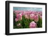 Cultivation of Flower Bulbs in Spring-Jan Marijs-Framed Photographic Print