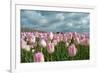 Cultivation of Flower Bulbs in Spring-Jan Marijs-Framed Photographic Print