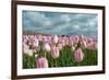 Cultivation of Flower Bulbs in Spring-Jan Marijs-Framed Photographic Print