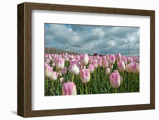 Cultivation of Flower Bulbs in Spring-Jan Marijs-Framed Photographic Print