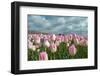 Cultivation of Flower Bulbs in Spring-Jan Marijs-Framed Photographic Print