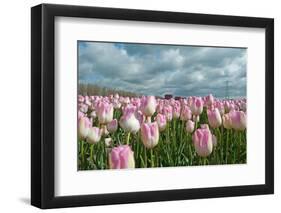 Cultivation of Flower Bulbs in Spring-Jan Marijs-Framed Photographic Print