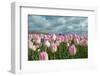 Cultivation of Flower Bulbs in Spring-Jan Marijs-Framed Photographic Print