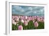 Cultivation of Flower Bulbs in Spring-Jan Marijs-Framed Photographic Print