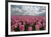 Cultivation of Flower Bulbs in Spring-Jan Marijs-Framed Photographic Print