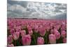 Cultivation of Flower Bulbs in Spring-Jan Marijs-Mounted Photographic Print