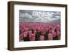 Cultivation of Flower Bulbs in Spring-Jan Marijs-Framed Photographic Print