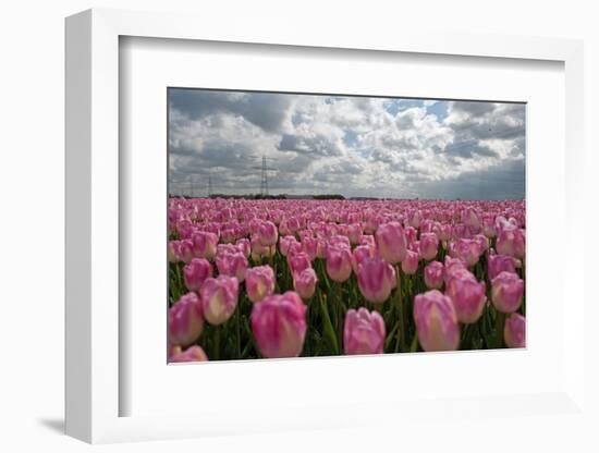 Cultivation of Flower Bulbs in Spring-Jan Marijs-Framed Photographic Print