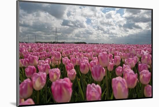 Cultivation of Flower Bulbs in Spring-Jan Marijs-Mounted Photographic Print