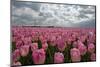 Cultivation of Flower Bulbs in Spring-Jan Marijs-Mounted Photographic Print