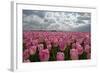 Cultivation of Flower Bulbs in Spring-Jan Marijs-Framed Photographic Print