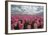 Cultivation of Flower Bulbs in Spring-Jan Marijs-Framed Photographic Print