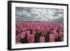 Cultivation of Flower Bulbs in Spring-Jan Marijs-Framed Photographic Print