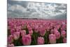 Cultivation of Flower Bulbs in Spring-Jan Marijs-Mounted Photographic Print