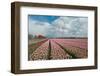 Cultivation of Flower Bulbs in Spring-Jan Marijs-Framed Photographic Print