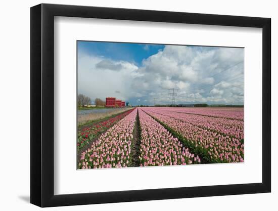 Cultivation of Flower Bulbs in Spring-Jan Marijs-Framed Photographic Print