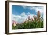 Cultivation of Flower Bulbs in Spring-Jan Marijs-Framed Photographic Print