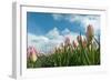 Cultivation of Flower Bulbs in Spring-Jan Marijs-Framed Photographic Print