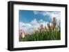 Cultivation of Flower Bulbs in Spring-Jan Marijs-Framed Photographic Print