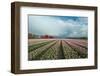 Cultivation of Flower Bulbs in Spring-Jan Marijs-Framed Photographic Print