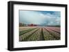 Cultivation of Flower Bulbs in Spring-Jan Marijs-Framed Photographic Print