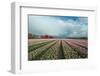 Cultivation of Flower Bulbs in Spring-Jan Marijs-Framed Photographic Print