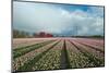 Cultivation of Flower Bulbs in Spring-Jan Marijs-Mounted Photographic Print