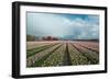 Cultivation of Flower Bulbs in Spring-Jan Marijs-Framed Photographic Print