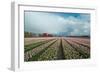 Cultivation of Flower Bulbs in Spring-Jan Marijs-Framed Photographic Print