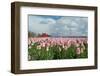 Cultivation of Flower Bulbs in Spring-Jan Marijs-Framed Photographic Print