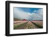 Cultivation of Flower Bulbs in Spring-Jan Marijs-Framed Photographic Print