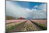 Cultivation of Flower Bulbs in Spring-Jan Marijs-Mounted Photographic Print