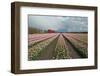 Cultivation of Flower Bulbs in Spring-Jan Marijs-Framed Photographic Print