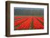 Cultivation of Flower Bulbs in Spring-Jan Marijs-Framed Photographic Print